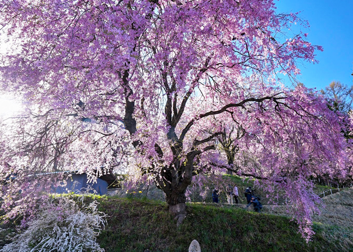 A cherry blossom tour in the most beautiful village in Japan
