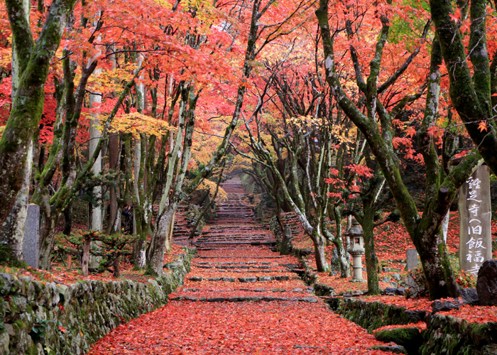 地域が守る紅葉名所