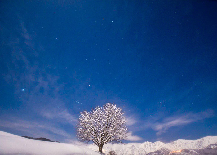 A single cherry tree in the midst of a winter landscape.