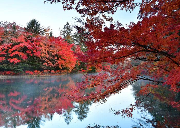 紅葉の定番