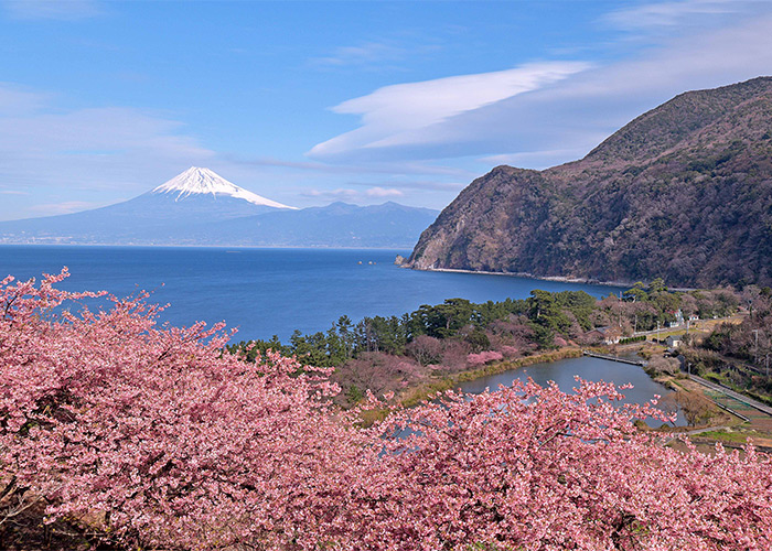 河津樱和富士山