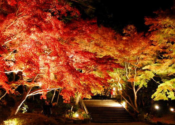 Autumn Leaves at a Theme Park