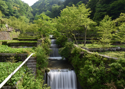 筏場山葵田