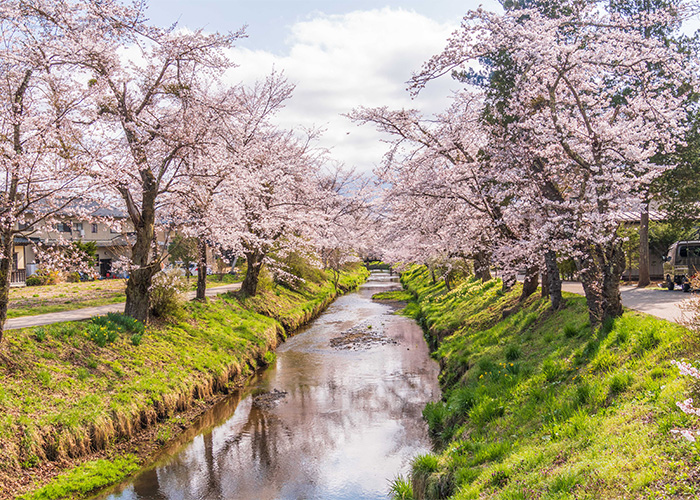 忍野八海の桜が満開に