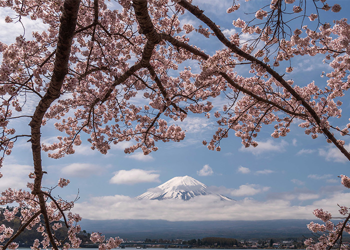 富士山中湖 News Japatabi