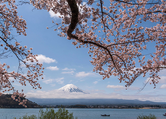 Mount Fuji Lake Yamanaka News Japatabi