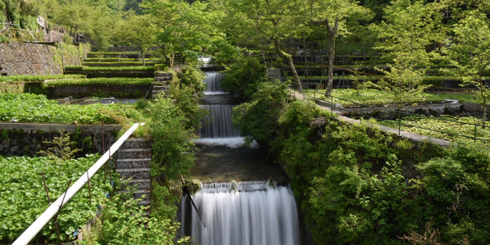 筏場山葵田