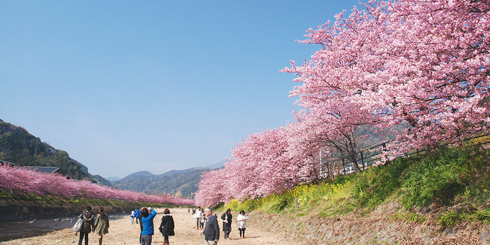 河津桜