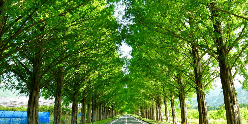 The Metasequoia Namiki